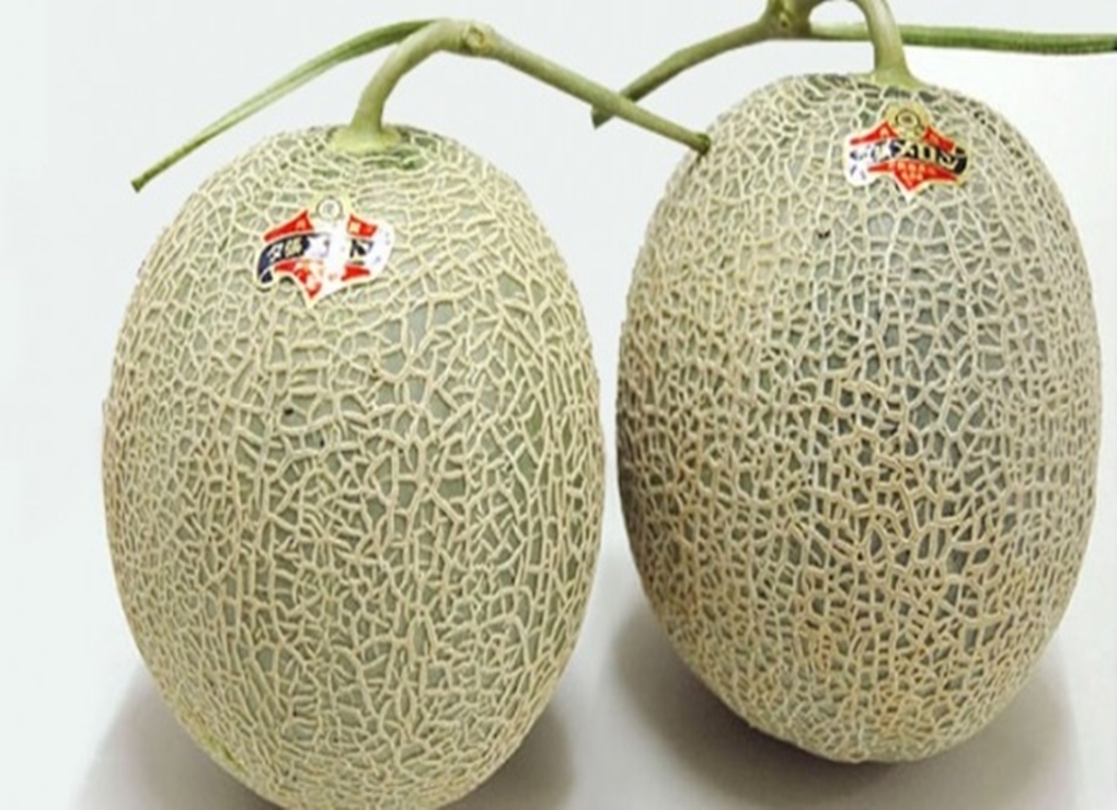 Melon Yubari King, Buah Termahal di Dunia