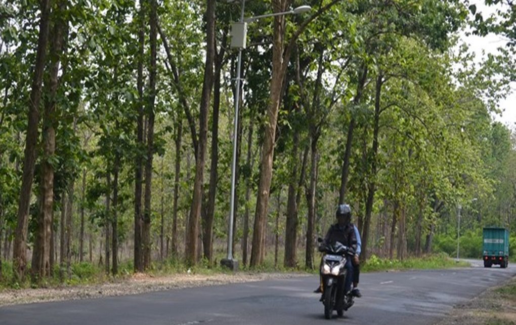 Misteri Hutan Blora yang Dipercaya Angker