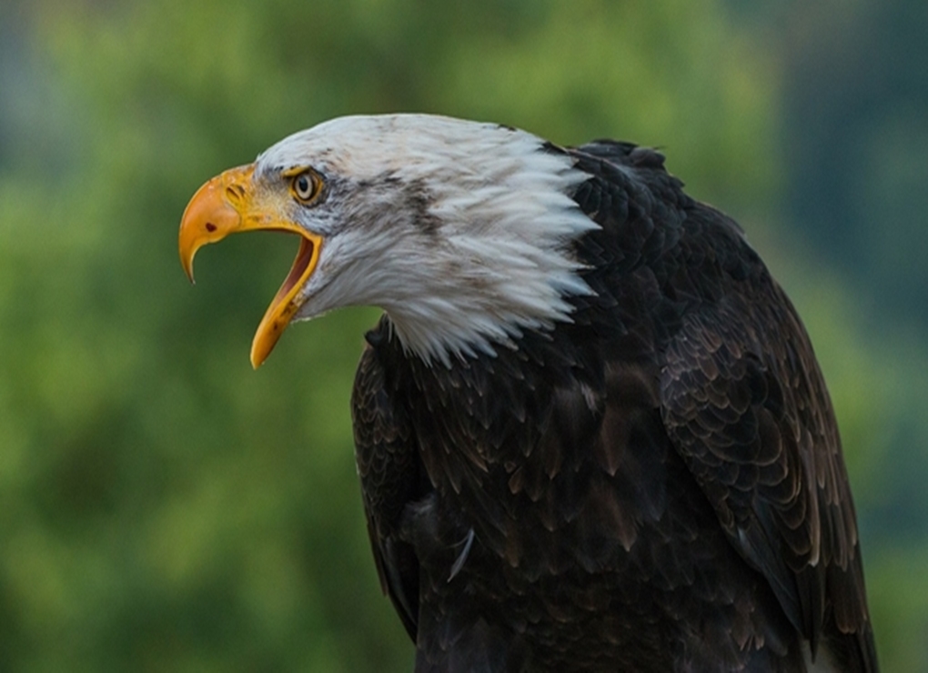 Kisah Burung Elang yang Jarang Didengar