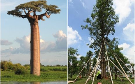 Fakta Baobab, Pohon dari Surga Seharga 750 Juta
