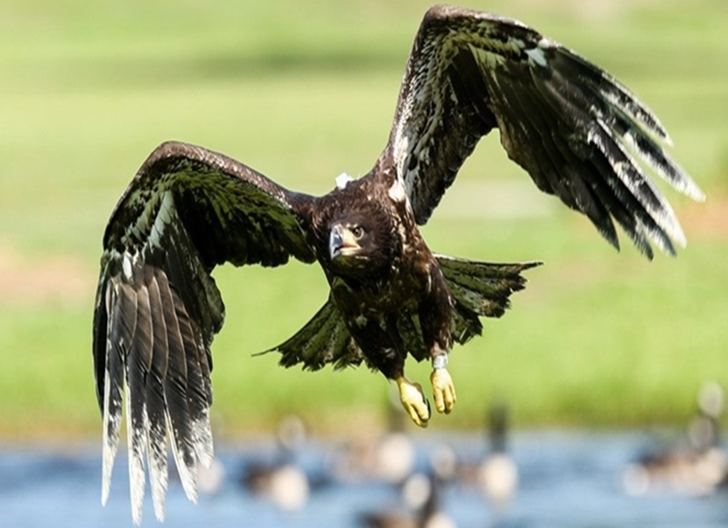 Kisah Burung Elang yang Jarang Didengar