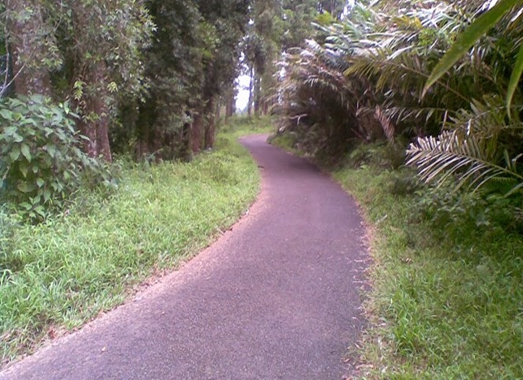 Misteri Hutan Blora