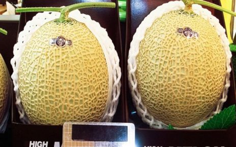 Melon Yubari King, Buah Termahal di Dunia