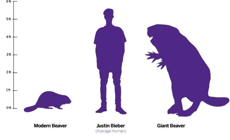 Modern beaver vs Justin Bieber vs Giant Braver 