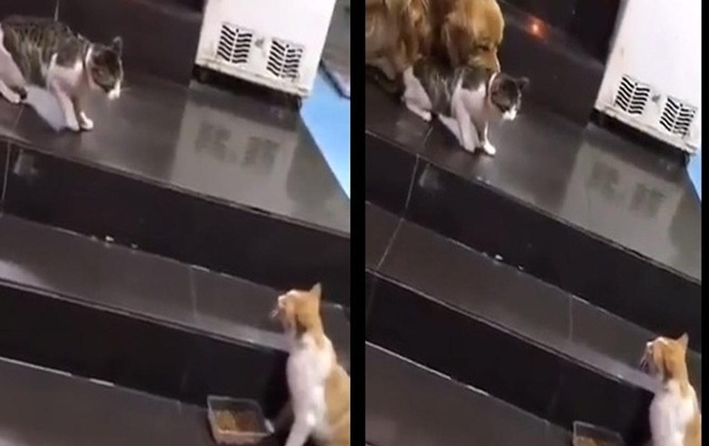 Aksi Anjing Lerai Kucing Yang Bertengkar