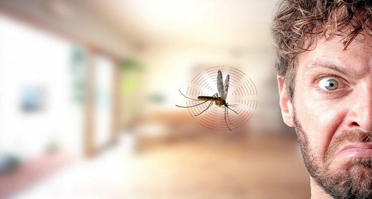 Tiga Alasan Nyamuk Suka Terbang Di Area Telinga