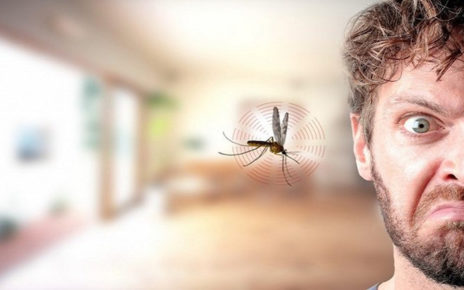 Tiga Alasan Nyamuk Suka Terbang Di Area Telinga