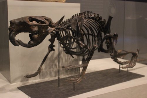 Rekonstruksi kerangka fosil Giant beaver. (Canadian Museum of Nature)