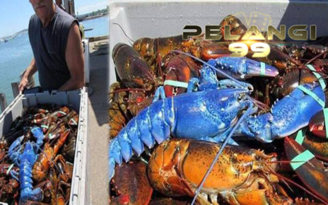 Lobster Biru Yang Sangat Langka, Mau Tau Harganya??