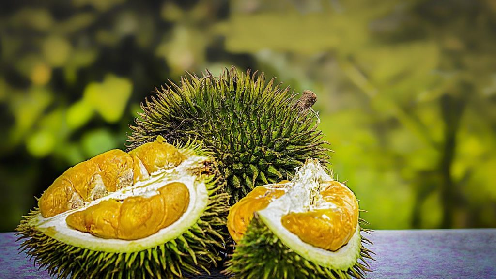 fakta durian