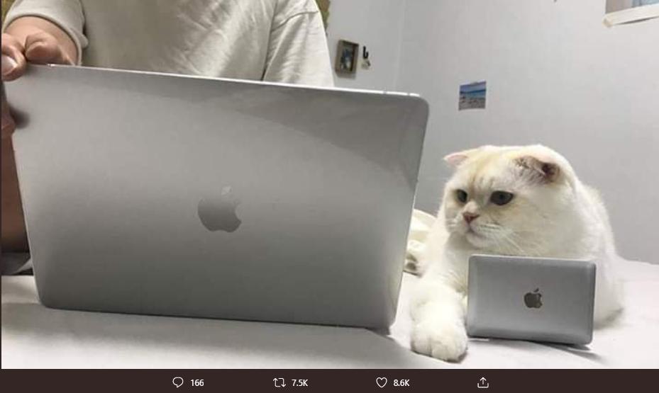 Kucing Putih Ini Difasilitasi MacBook Sendiri Lho, Gokil Kan?