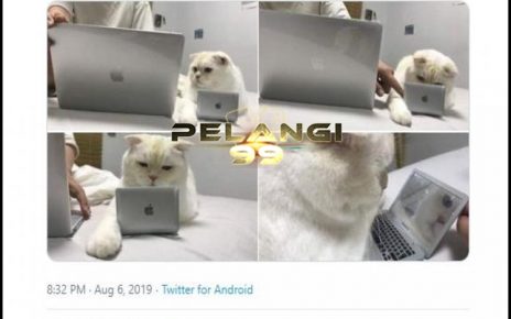 Kucing Putih Ini Difasilitasi MacBook Sendiri Lho, Gokil Kan?