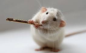 Ternyata Tikus Yang Bernama Jerry Senang Main Petak Umpet