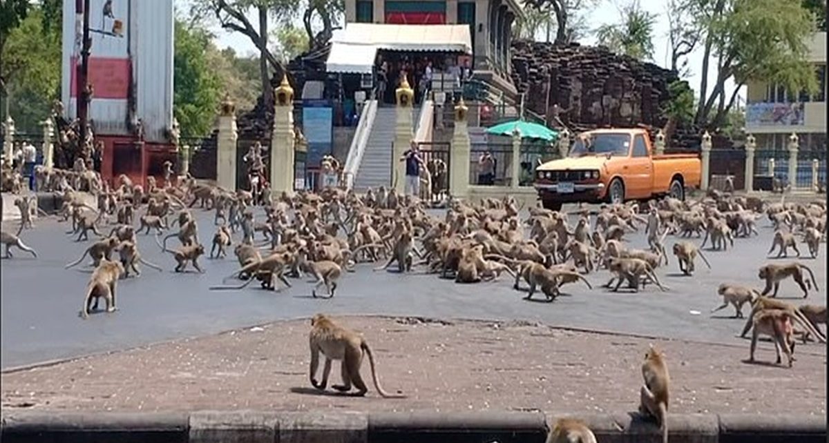 Ratusan Monyet Kelaparan Di Thailand Sepi Turis