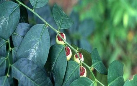 Manfaat Daun Katuk untuk Kesehatan