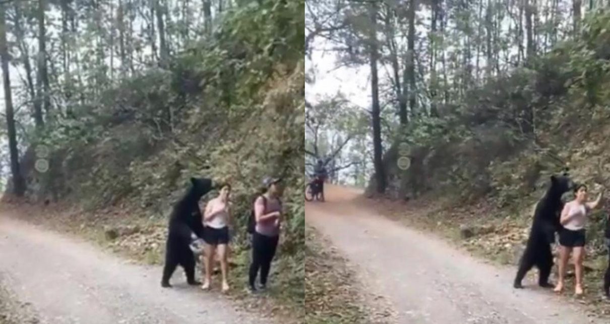 Selfie dengan Beruang Liar Insiden Menegangkan Terjadi