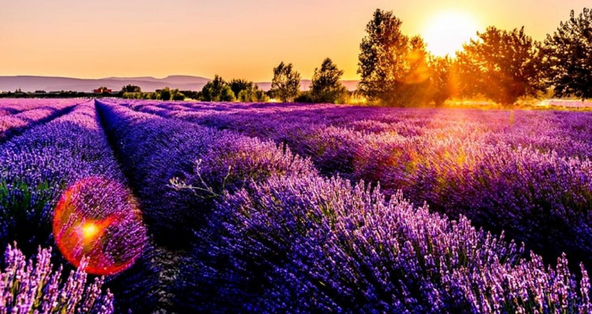 Minim Turis Sekolah Jepang Gelar Petik Bunga Lavender
