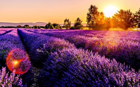 Minim Turis Sekolah Jepang Gelar Petik Bunga Lavender