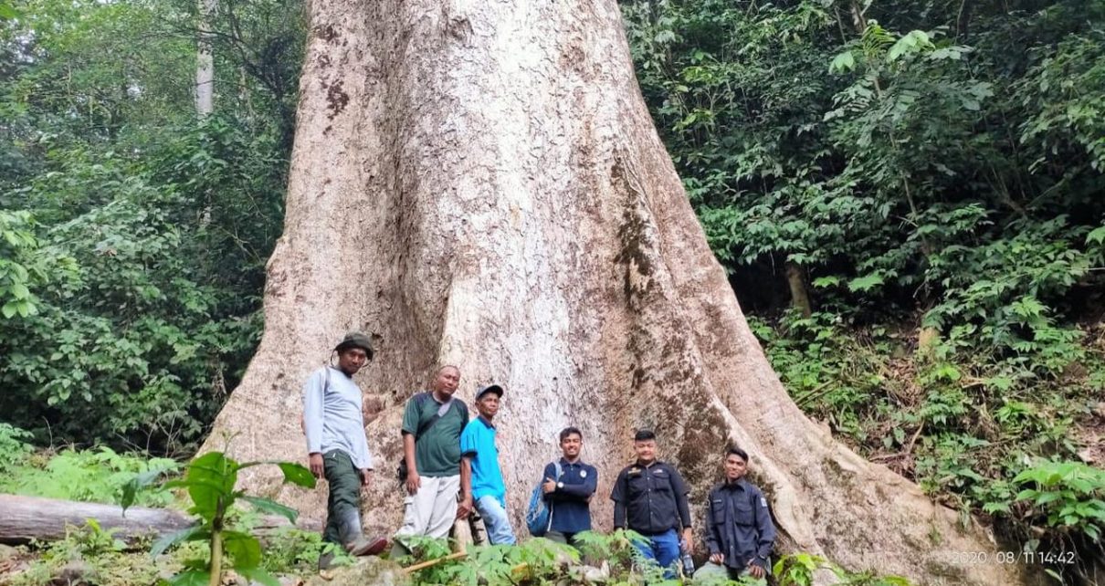 Sebuah Pohon Berukuran Raksasa Yang Tumbuh di Kabupaten Agam