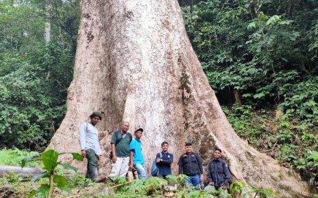 Sebuah Pohon Berukuran Raksasa Yang Tumbuh di Kabupaten Agam