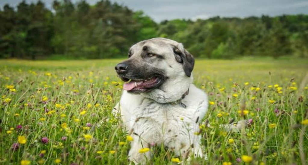 8 Ras Anjing Terbesar di Dunia  