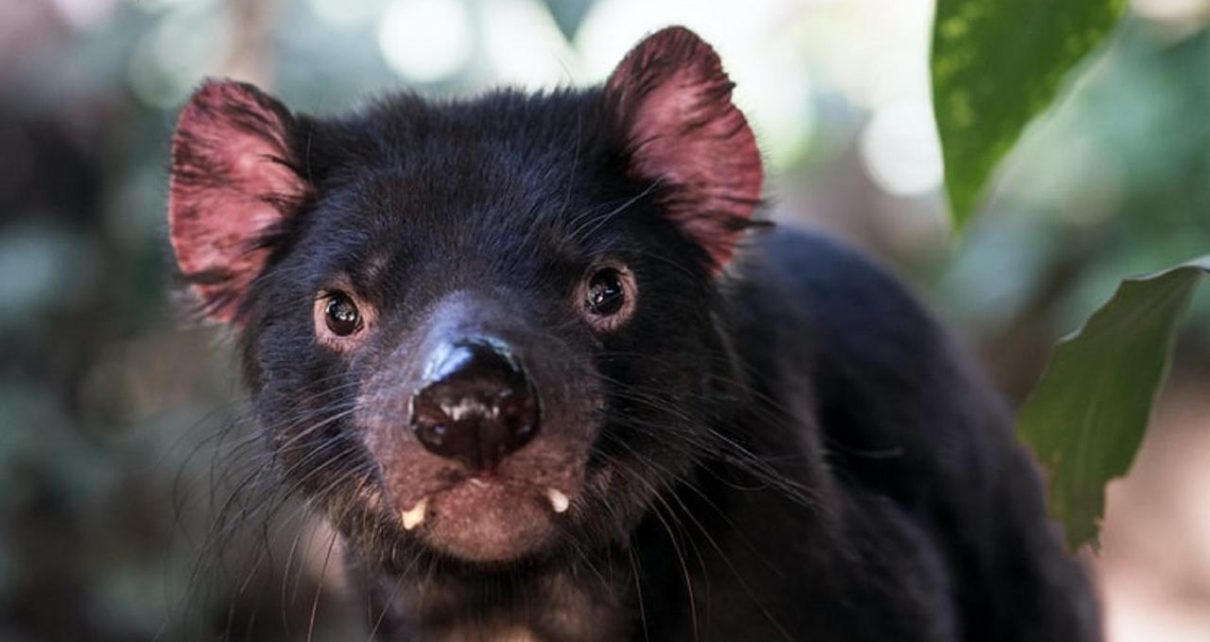 Setelah 3.000 Tahun Tujuh Tasmanian Devil Lahir di Australia