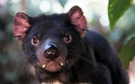 Setelah 3.000 Tahun Tujuh Tasmanian Devil Lahir di Australia