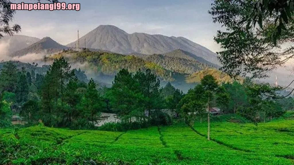 Wisata Puncak Bogor yang Indah dan Menyenangkan