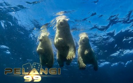 Fakta Unik Menarik Beruang Kutub Binatang Lucu Yang Menakutkan