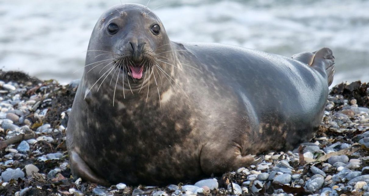 Sentuh Anjing Laut Warga Hawaii Kecam Pasangan Turis Asal Louisiana