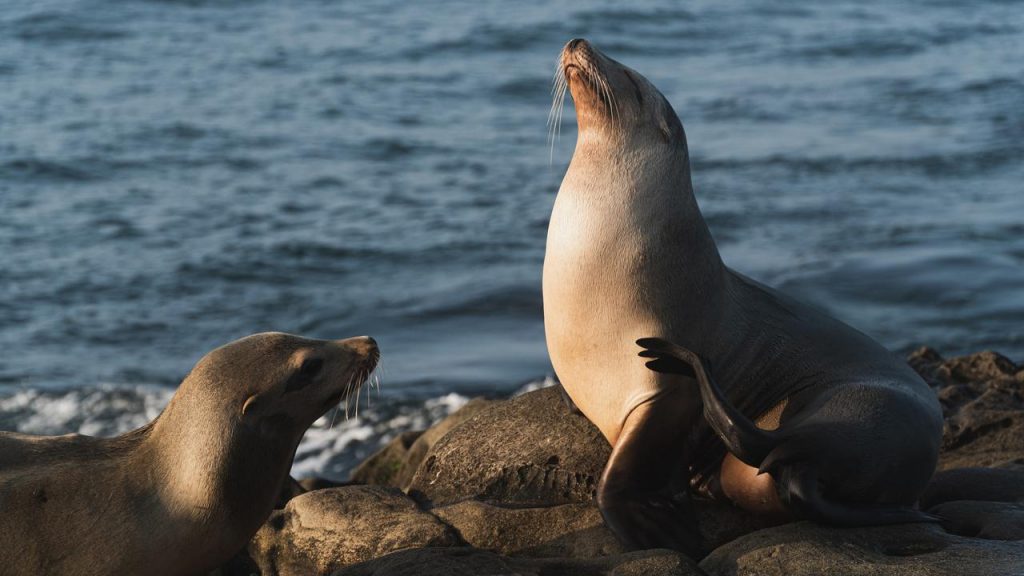 Sentuh Anjing Laut Warga Hawaii Kecam Pasangan Turis Asal Louisiana