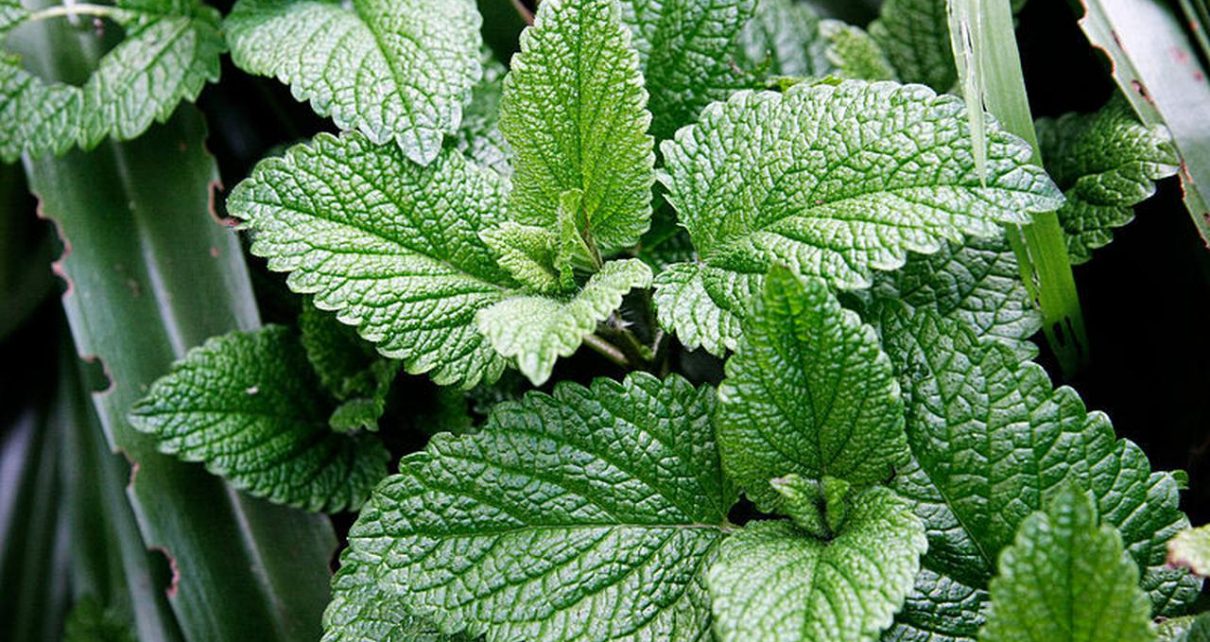 Beberapa Manfaat Daun Mint Untuk Kesehatan Tubuh