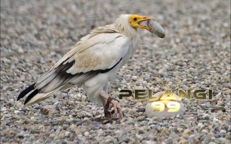 Metode Unik Digunakan oleh Burung untuk Dapatkan Makanannya