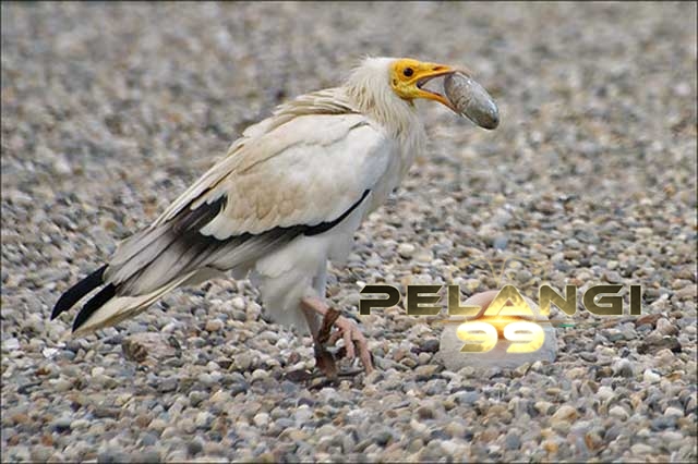 Metode Unik Digunakan oleh Burung untuk Dapatkan Makanannya