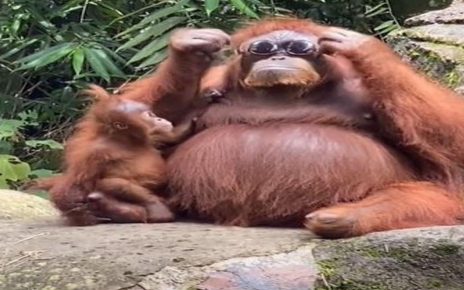 Menggunakan Kacamata Hitam Orangutan Ini Terlihat Lucu di Kebun Binatang