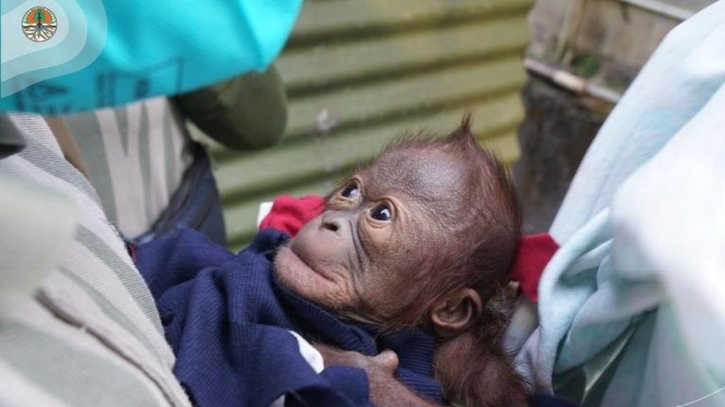 Menggunakan Kacamata Hitam Orangutan Ini Terlihat Lucu di Kebun Binatang