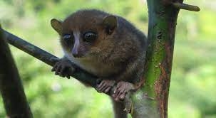 Fakta Menarik Tikus Lemur