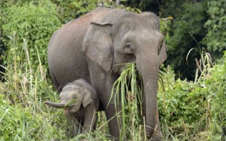 Fakta Menarik Gajah Kalimantan