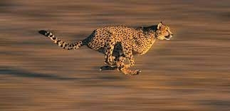 Fakta Menarik Tentang Cheetah