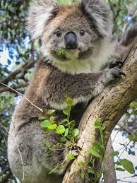 Fakta Menarik Tentang Koala