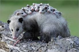 Fakta Menarik Tentang Opossum