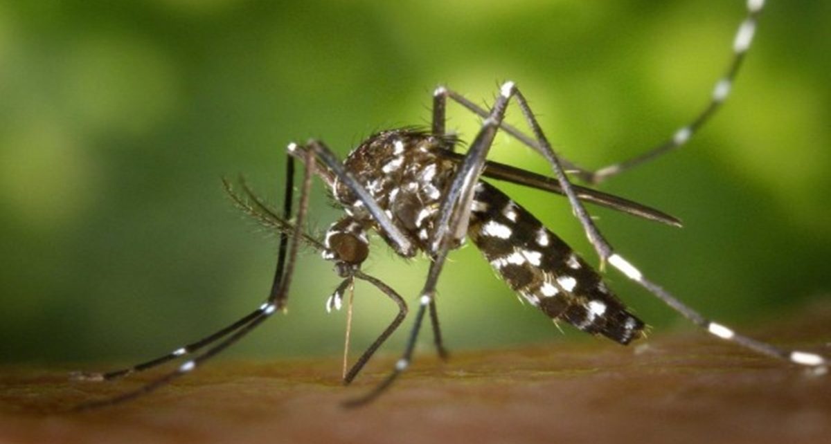 5 Bahan Alami Pengusir Nyamuk, Langsung Kabur