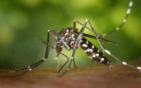 5 Bahan Alami Pengusir Nyamuk, Langsung Kabur