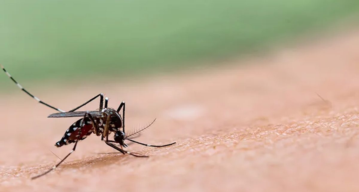 Benarkah Telur Nyamuk Aedes Bisa Bertahan?