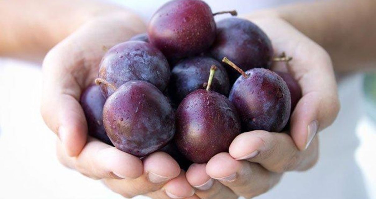 Kaya Akan Serat, Ini 5 Manfaat Buah Plum yang Ampuh untuk Diet